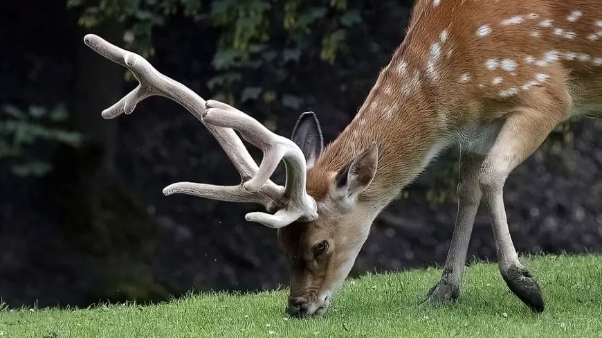 Leśne mini-zoo w Lisznej